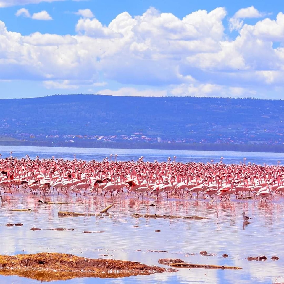 Ngorongoro